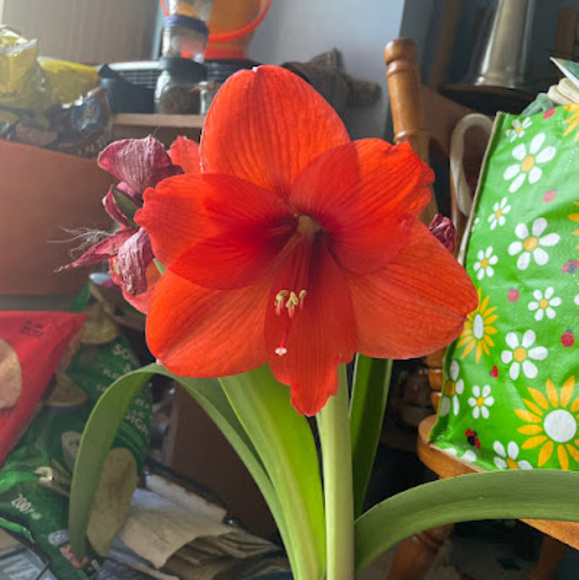 Meet your Posher, Sandra - Picture 1 of 1